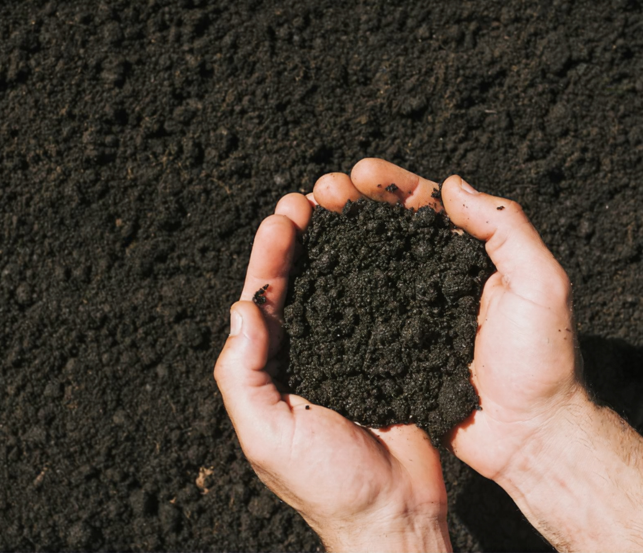 Biochar producido a partir de una materia prima seca