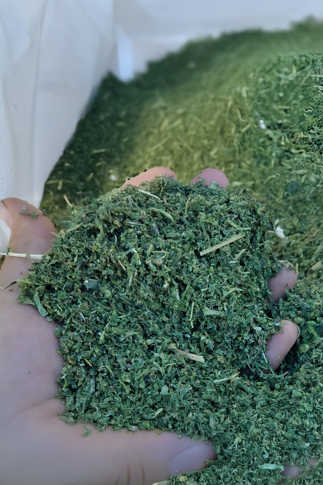 Drying Chopped Hemp with FlowDrya