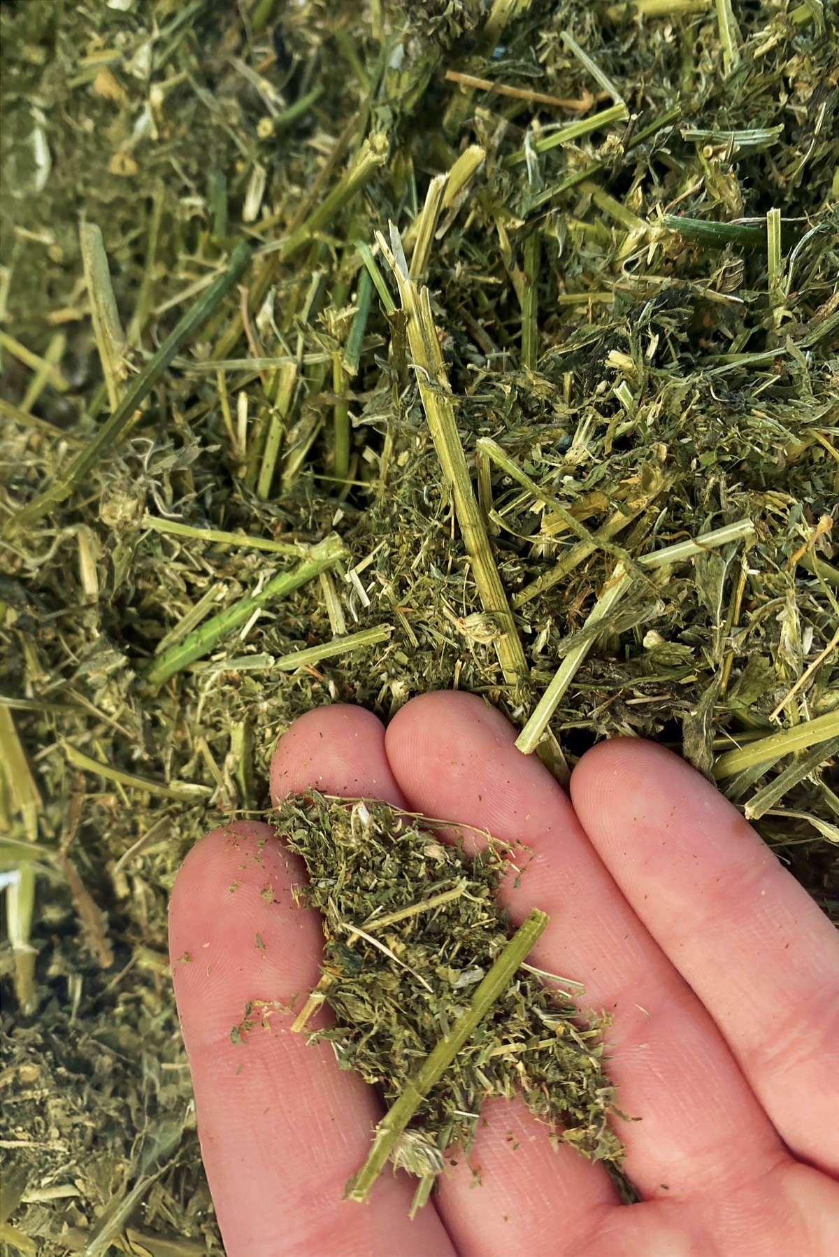 Drying Chopped Lucerne with FlowDrya