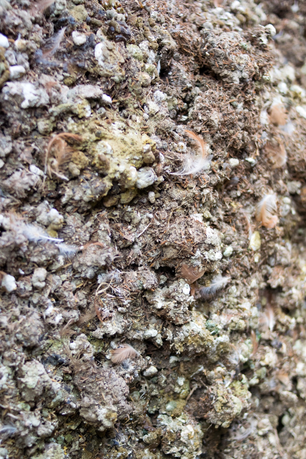 Drying Poultry Manure with FlowDrya