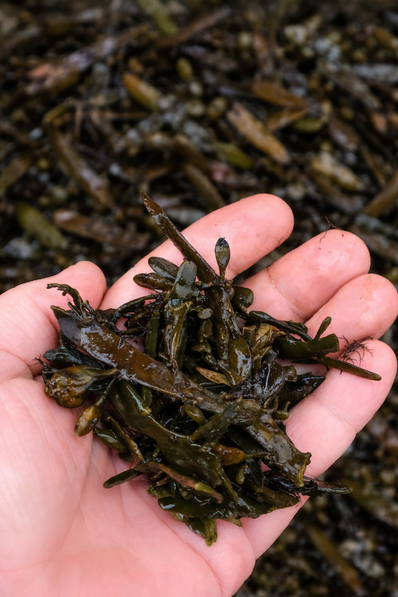 Drying Seaweed with FlowDrya