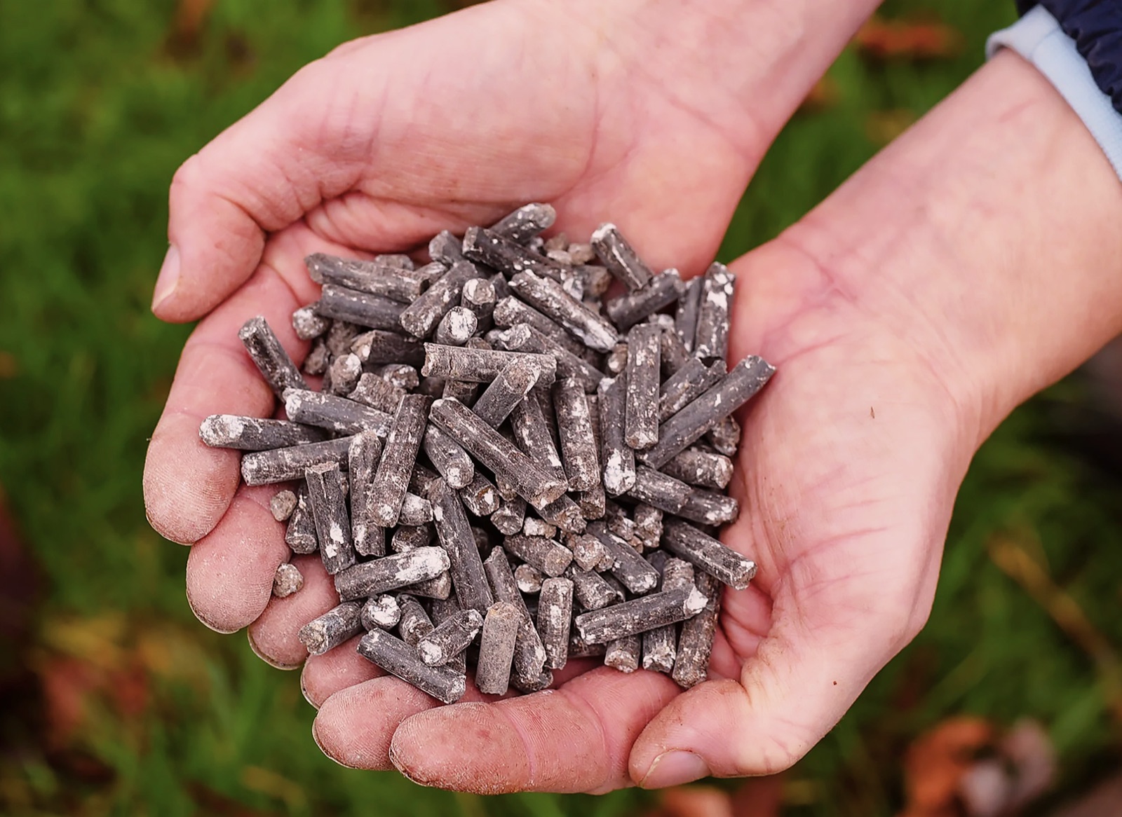 Manos sosteniendo gránulos secos de bioabono orgánico de estiércol de aves producidos con FlowDrya